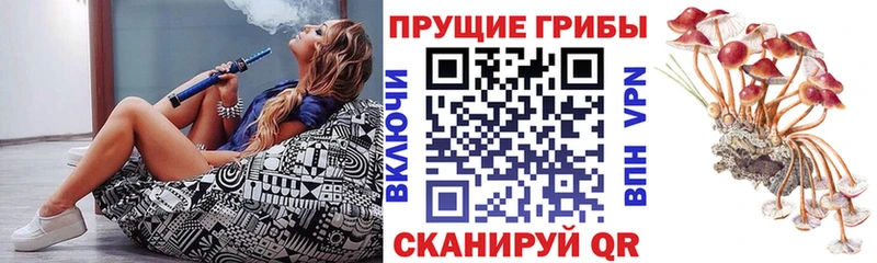 Псилоцибиновые грибы Psilocybine cubensis Железноводск